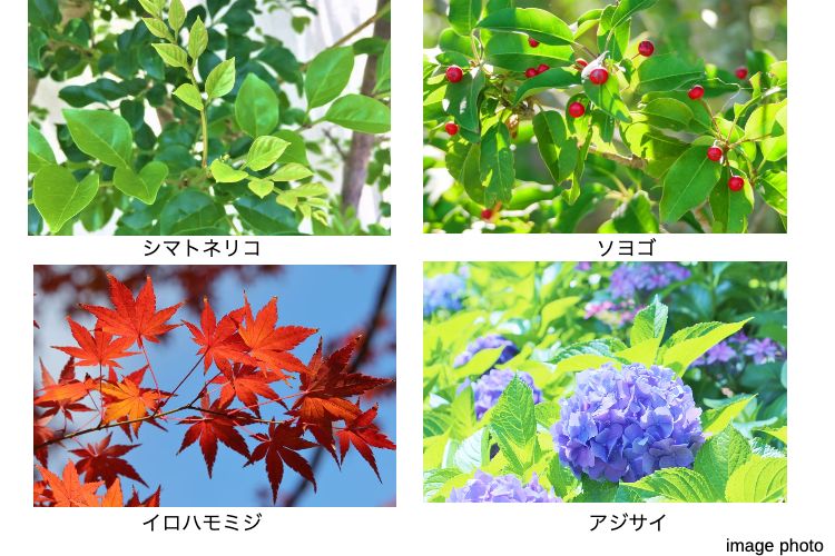 シエリアタワー大阪堀江の植栽イメージ画像